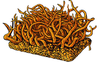 Cordyceps